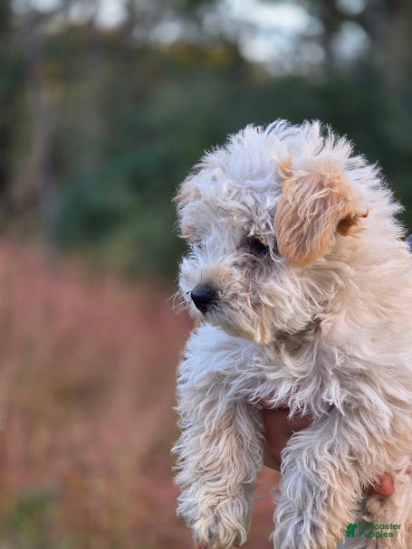 Schnoodle Puppies for sale Lancaster Puppies