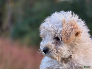 Schnoodle dogs - Ad 6