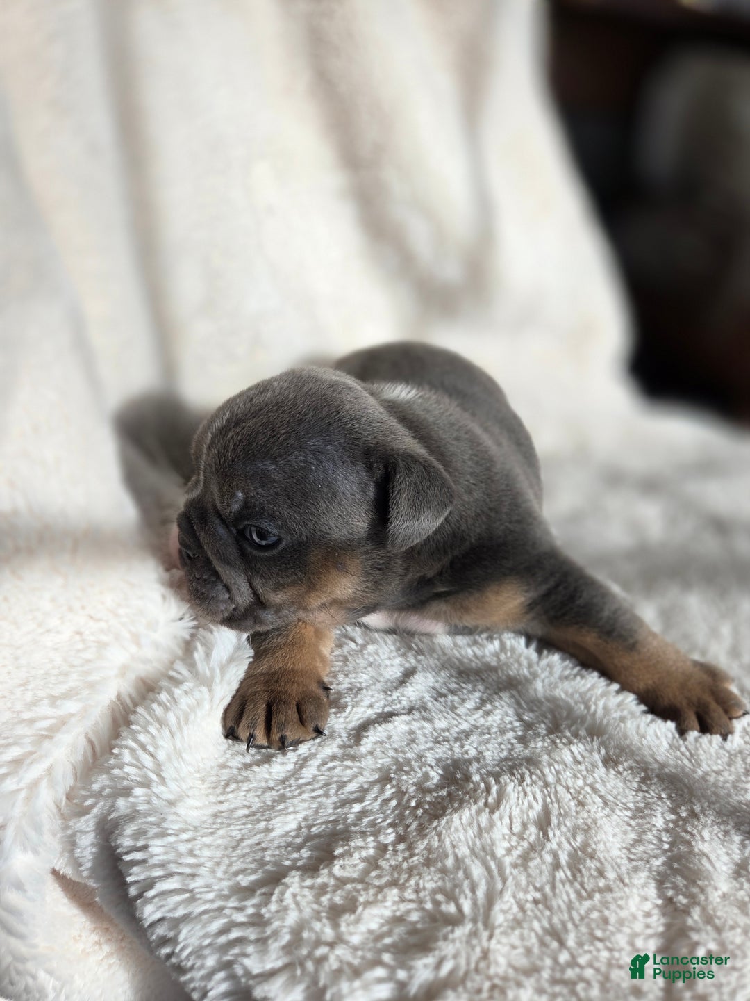 English Bulldog dogs for sale: Kojak - Ad 2