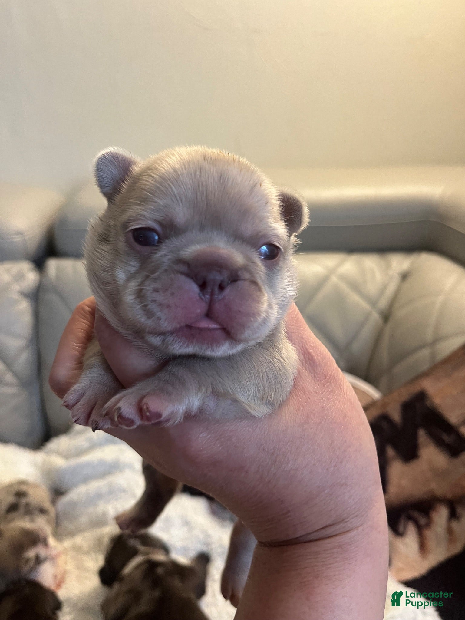 French Bulldog dogs French Bulldog 3 - Ad 10