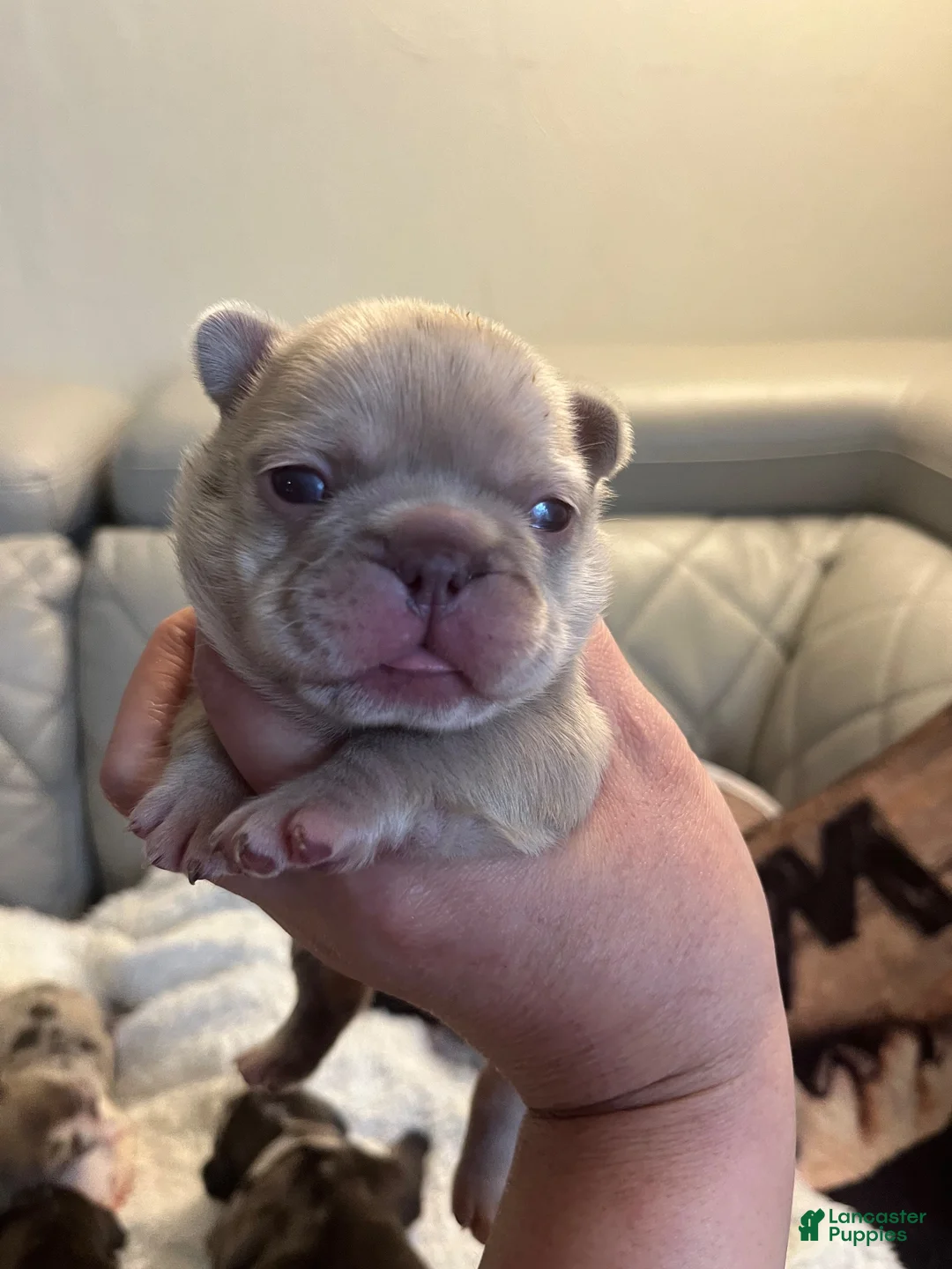 French Bulldog dogs for sale: French Bulldog 3 - Ad 1