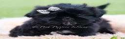 Shih Tzu dogs for sale: Teddy Bear - Ad 1