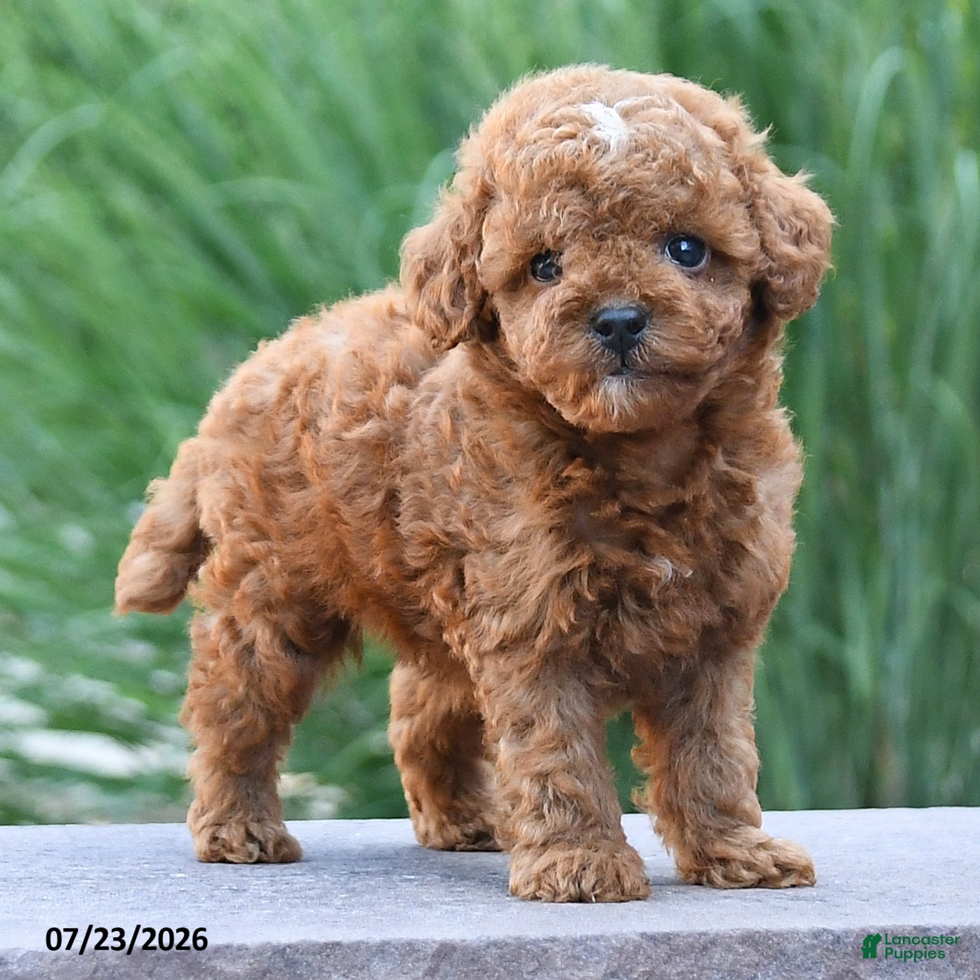 Toy Poodle dogs Tiny Laker - Ad 2
