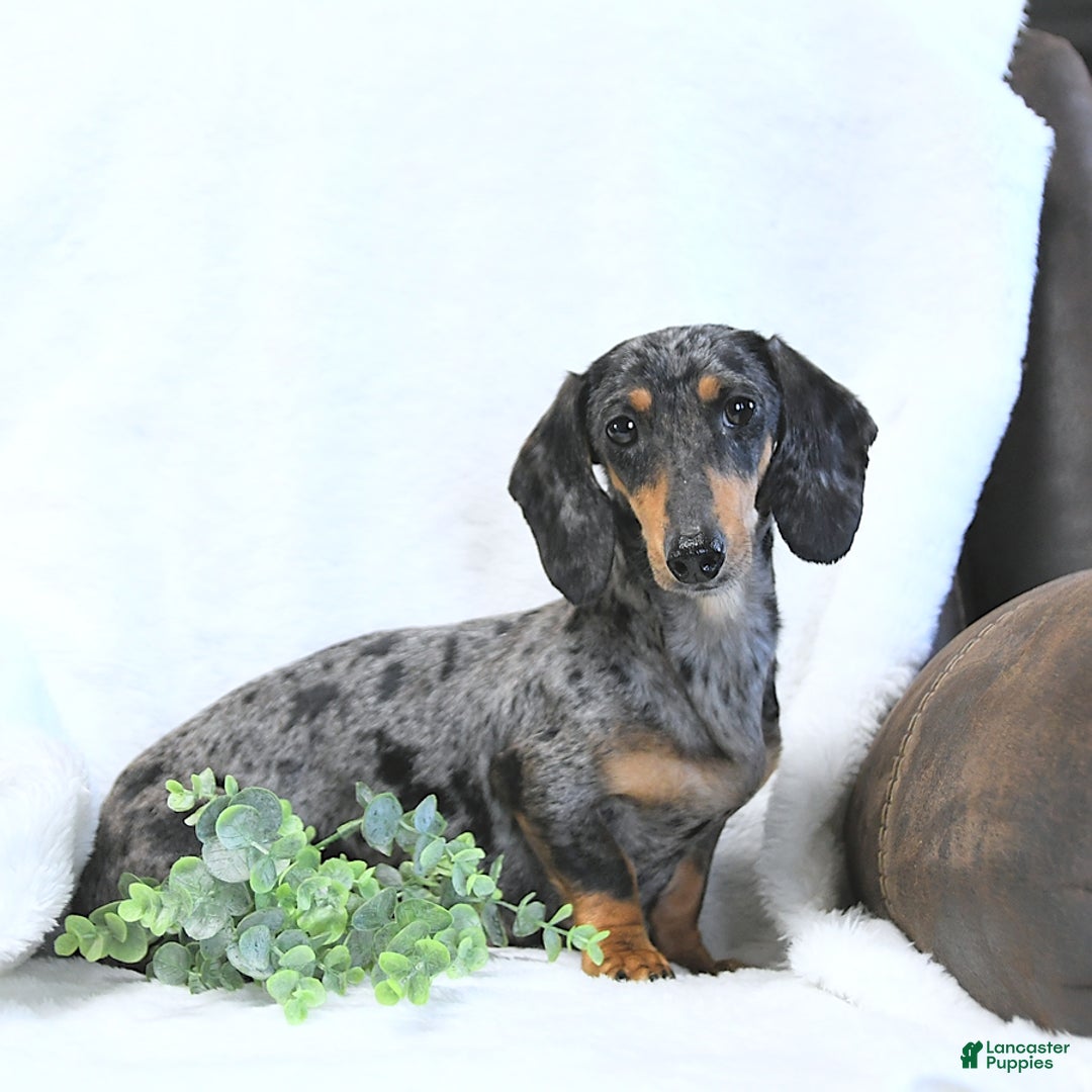 Miniature Dachshund dogs for sale: Asher - Ad 21