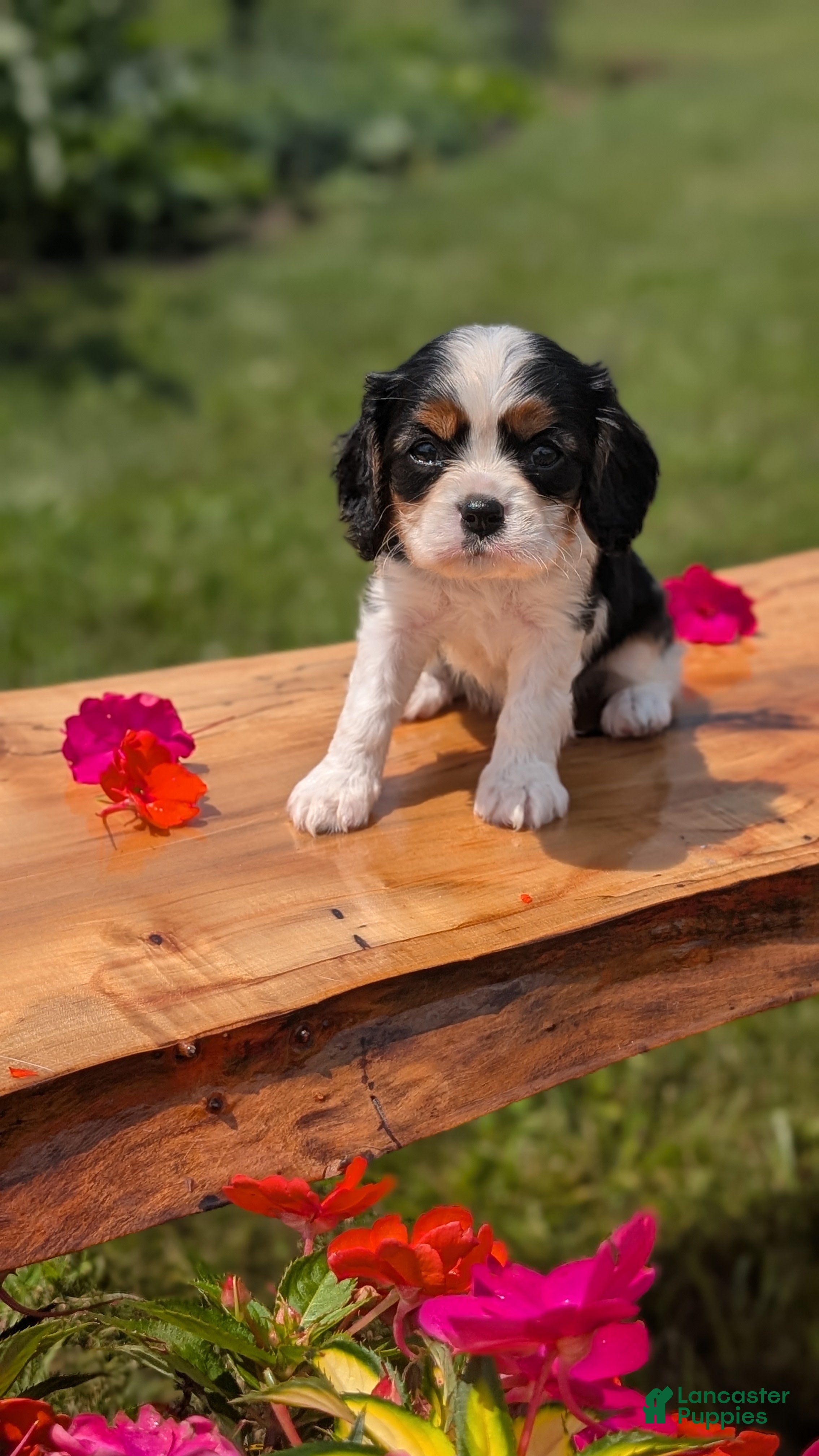 Cavalier King Charles Spaniel dogs Jax  - Ad 2