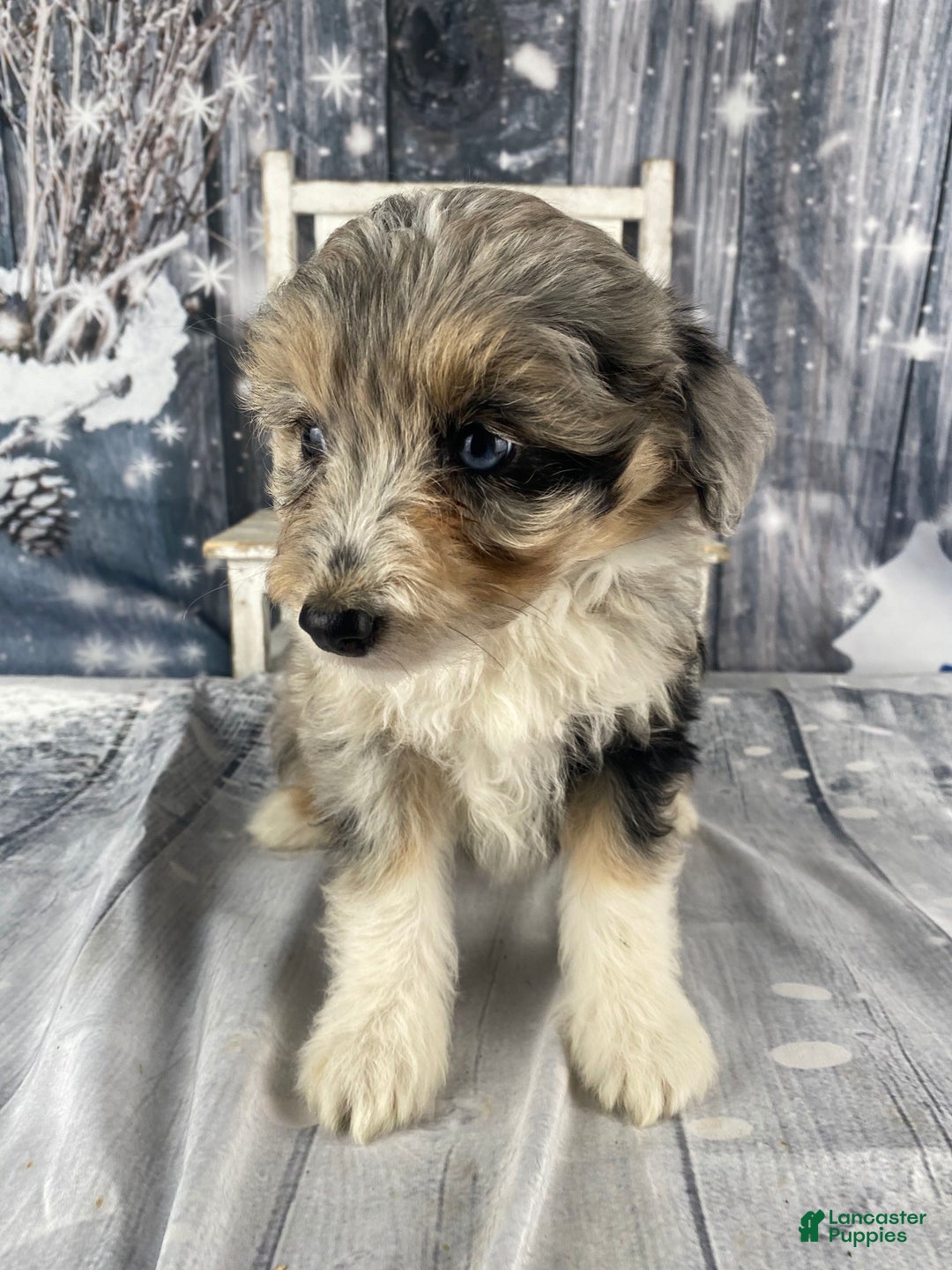 Aussiedoodle dogs for sale: Kora - Ad 7