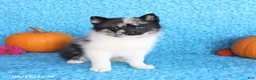 Pomsky dogs for sale: Willow - Ad 4