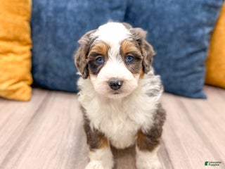Mini Bernedoodle dogs Harper - Ad 26
