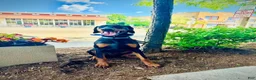 Doberman Pinscher dogs for sale: Doberman Pinscher 1 - Ad 5