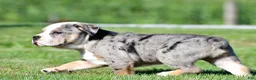 Beabull dogs for sale: Bo - Ad 11