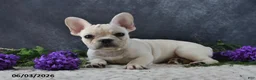 French Bulldog dogs for sale: Ivory - Ad 4
