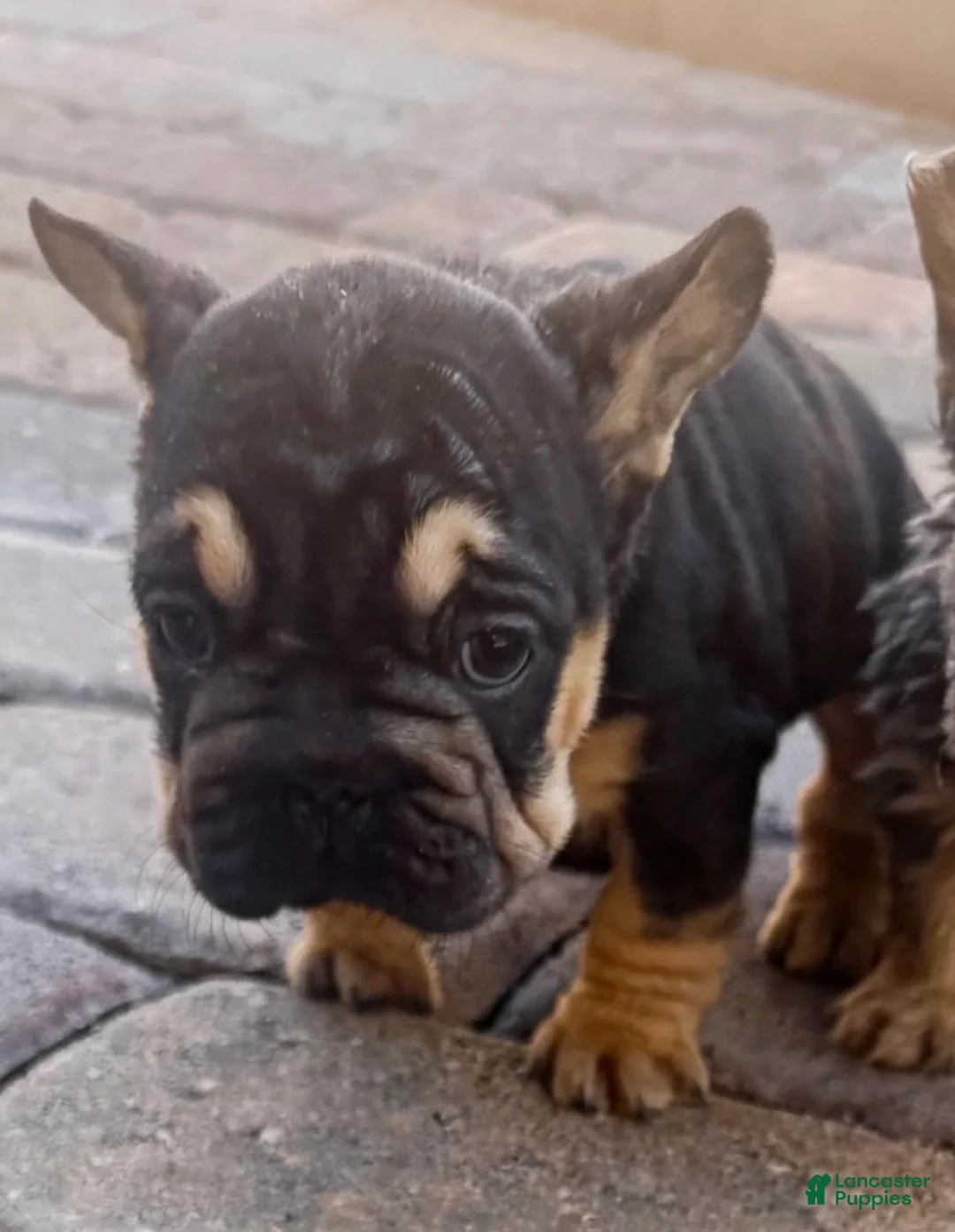 French Bulldog dogs for sale: French Bulldog 5 - Ad 2