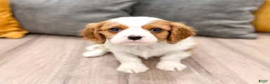 Taco