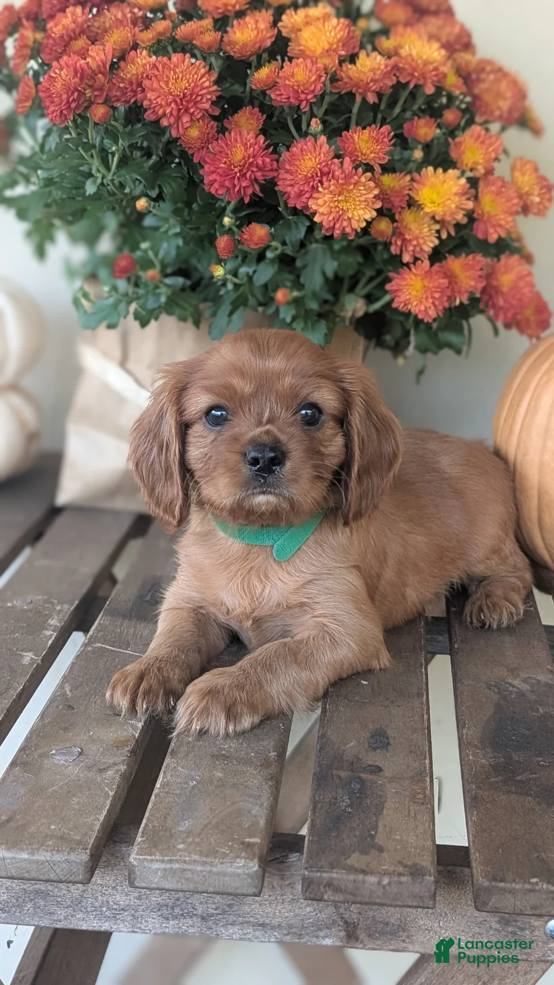 Cavalier King Charles Spaniel dogs for sale: Teddy - Ad 1