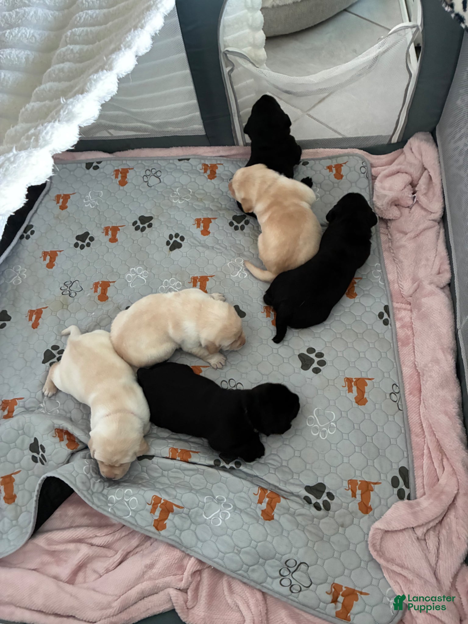 Labrador Retriever dogs for sale: Labrador Retriever Puppy - REX - Ad 10