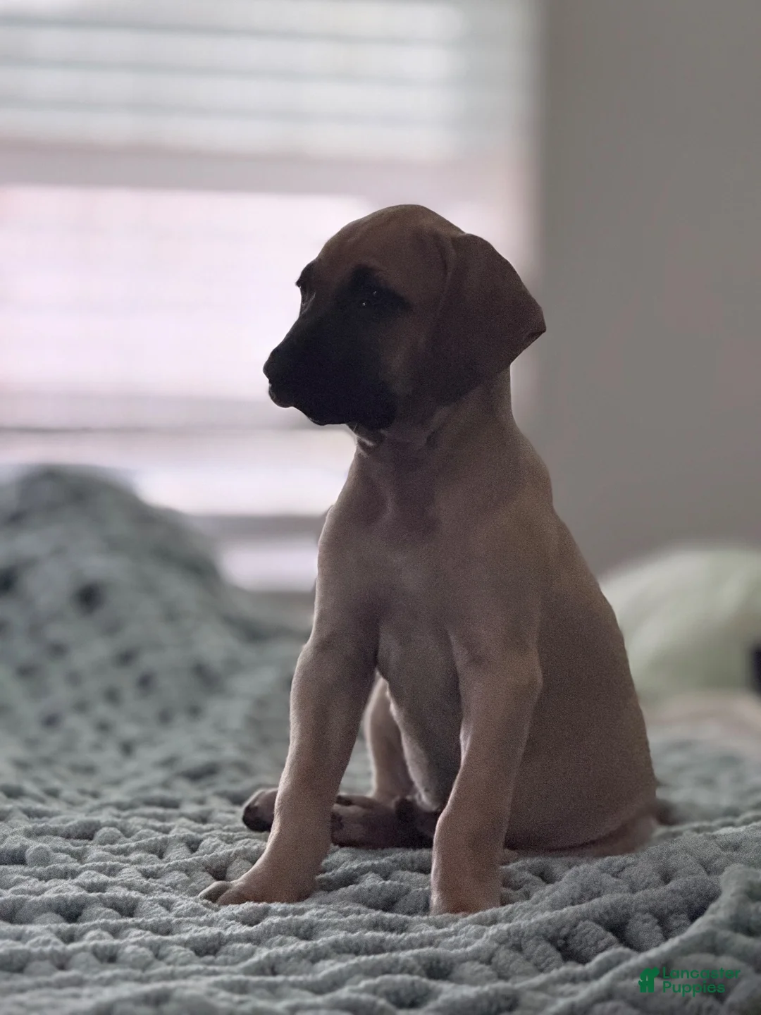 Black Mouth Cur dogs for sale: Black Mouth Cur 1 - Ad 2