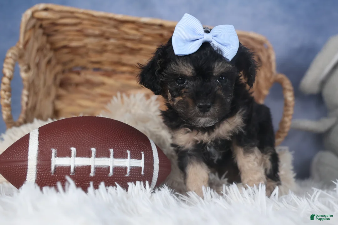 Miniature Poodle dogs for sale: Rosebud (Runt of Litter) - Ad 11