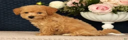 Bichpoo dogs for sale: Jacob - Ad 9