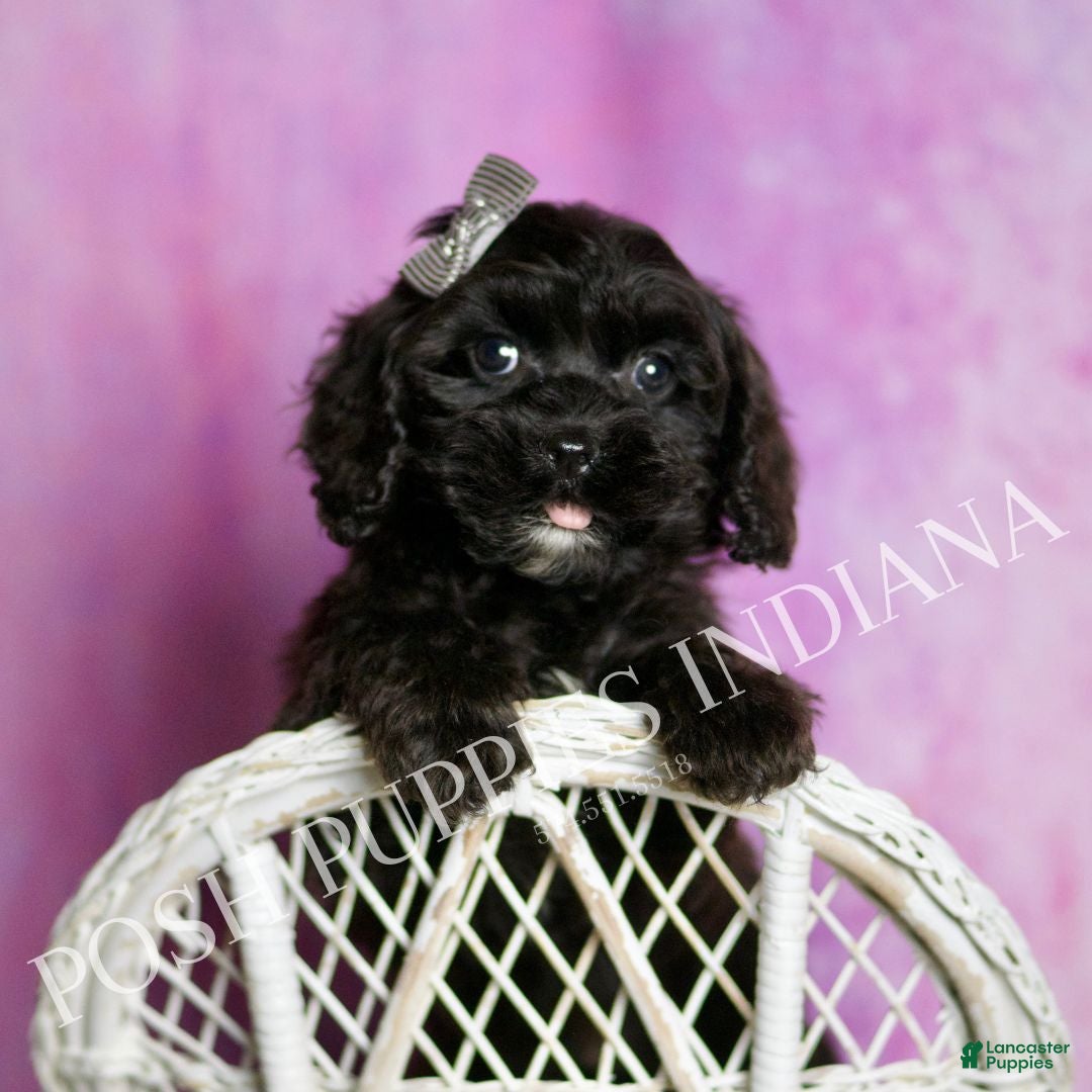 Cavapoo dogs Teddy Adorable Champion Line Cavapoo - Ad 10