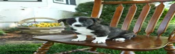Mixed Breed dogs for sale: Jamian - Ad 2