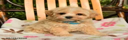 Maltipoo dogs for sale: Muffin - Ad 1