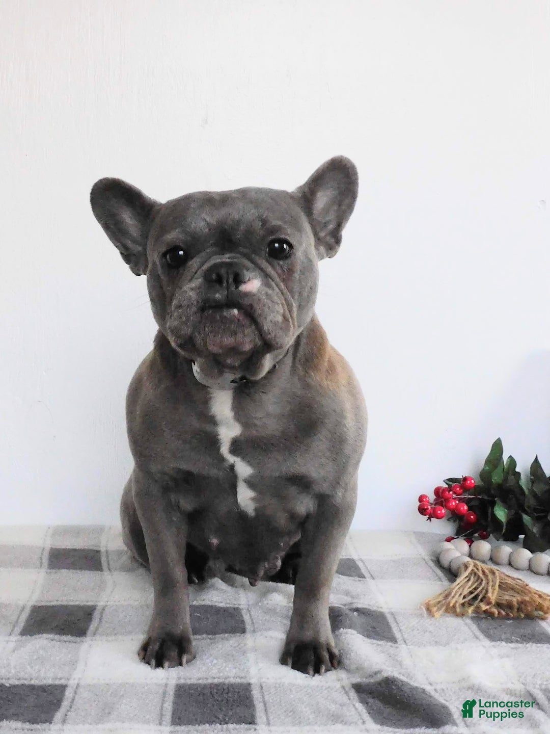 French Bulldog dogs for sale: Millie - Ad 4