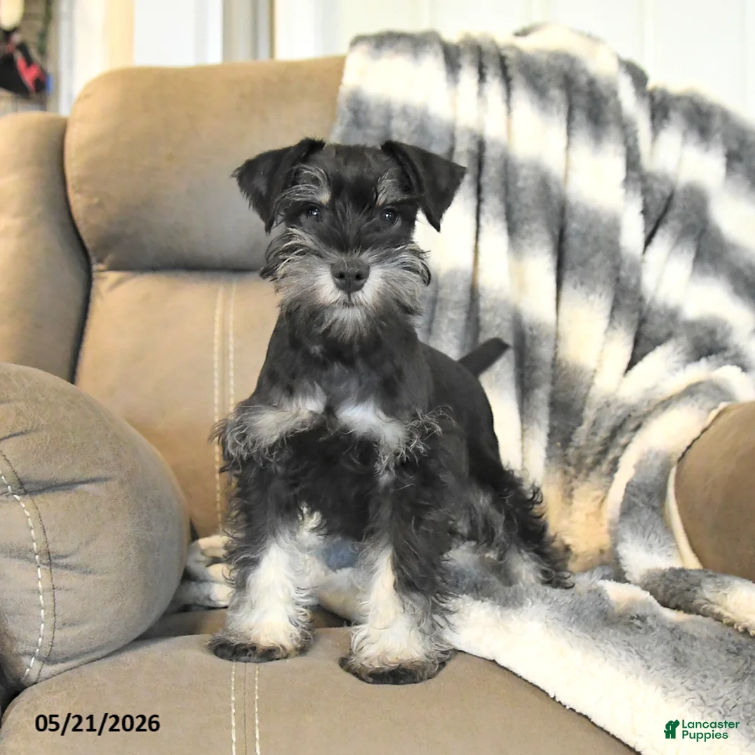 Miniature Schnauzer dogs for sale: Herbie - Ad 1