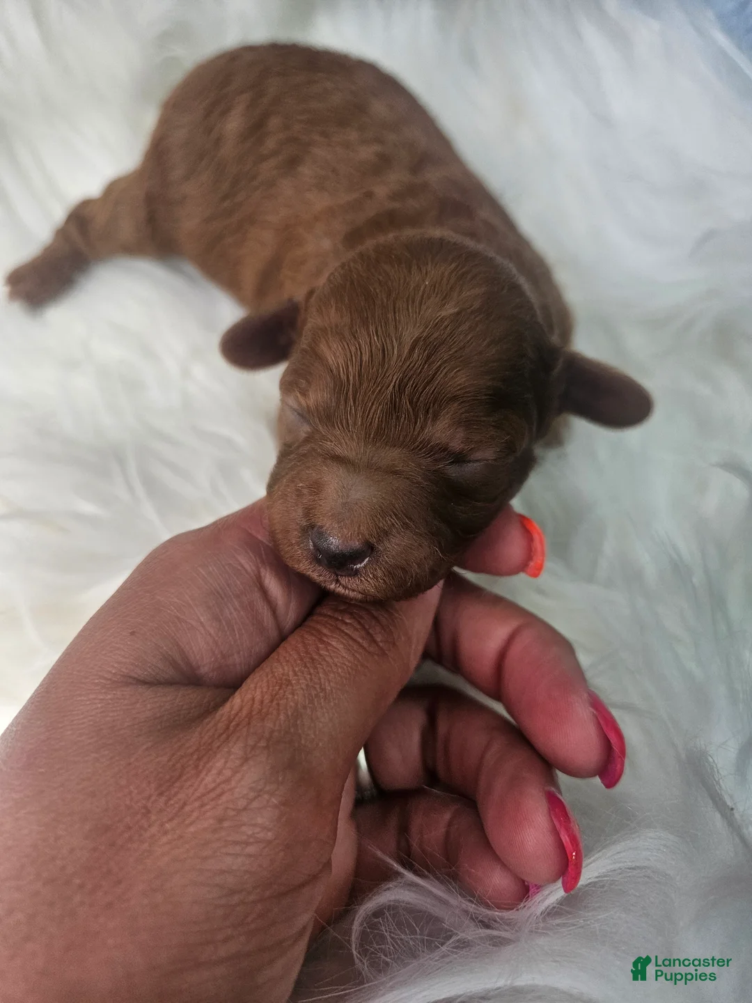 Cavapoo dogs for sale: Sadie - Ad 2