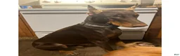 Doberman Pinscher dogs for sale: Doberman Pinscher 2 - Ad 3