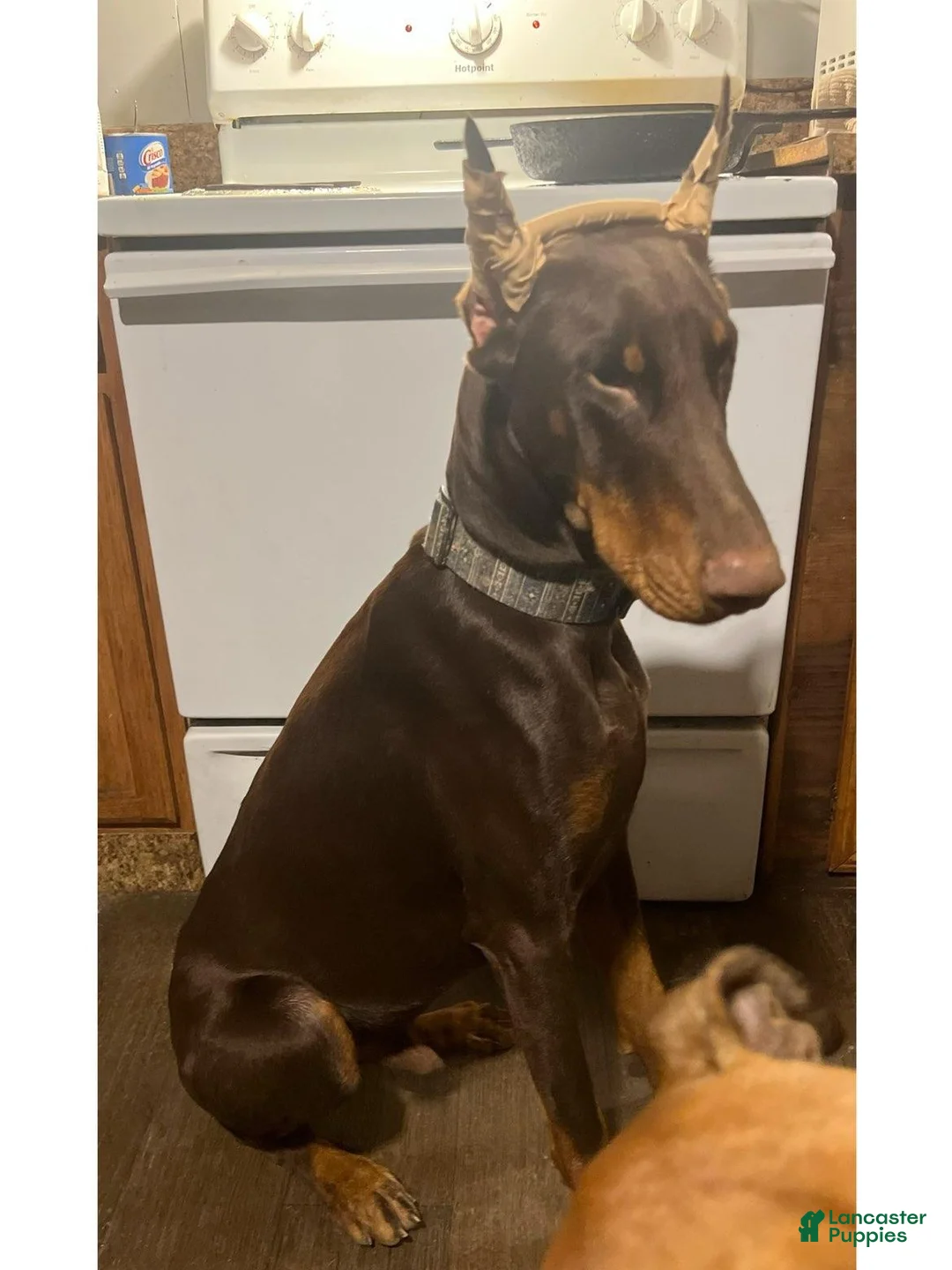 Doberman Pinscher dogs for sale: Doberman Pinscher 2 - Ad 3