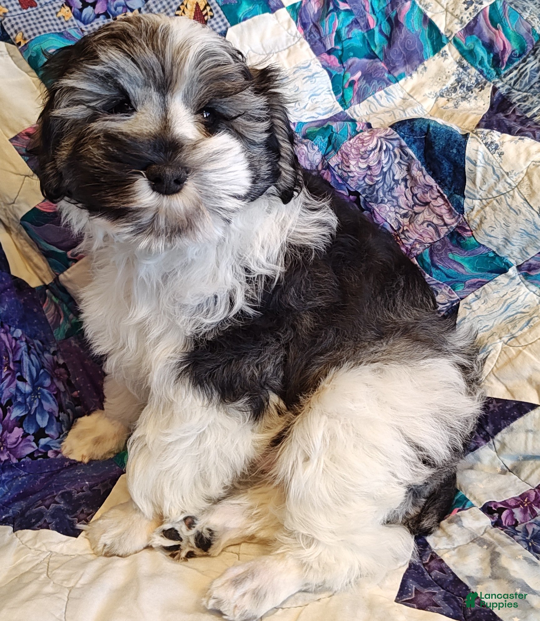 Miniature Schnauzer dogs Miniature Schnauzer Boy 3 - Ad 4