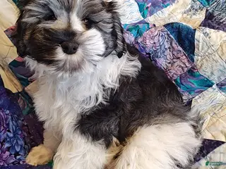 Miniature Schnauzer dogs Miniature Schnauzer Boy 3 - Ad 3