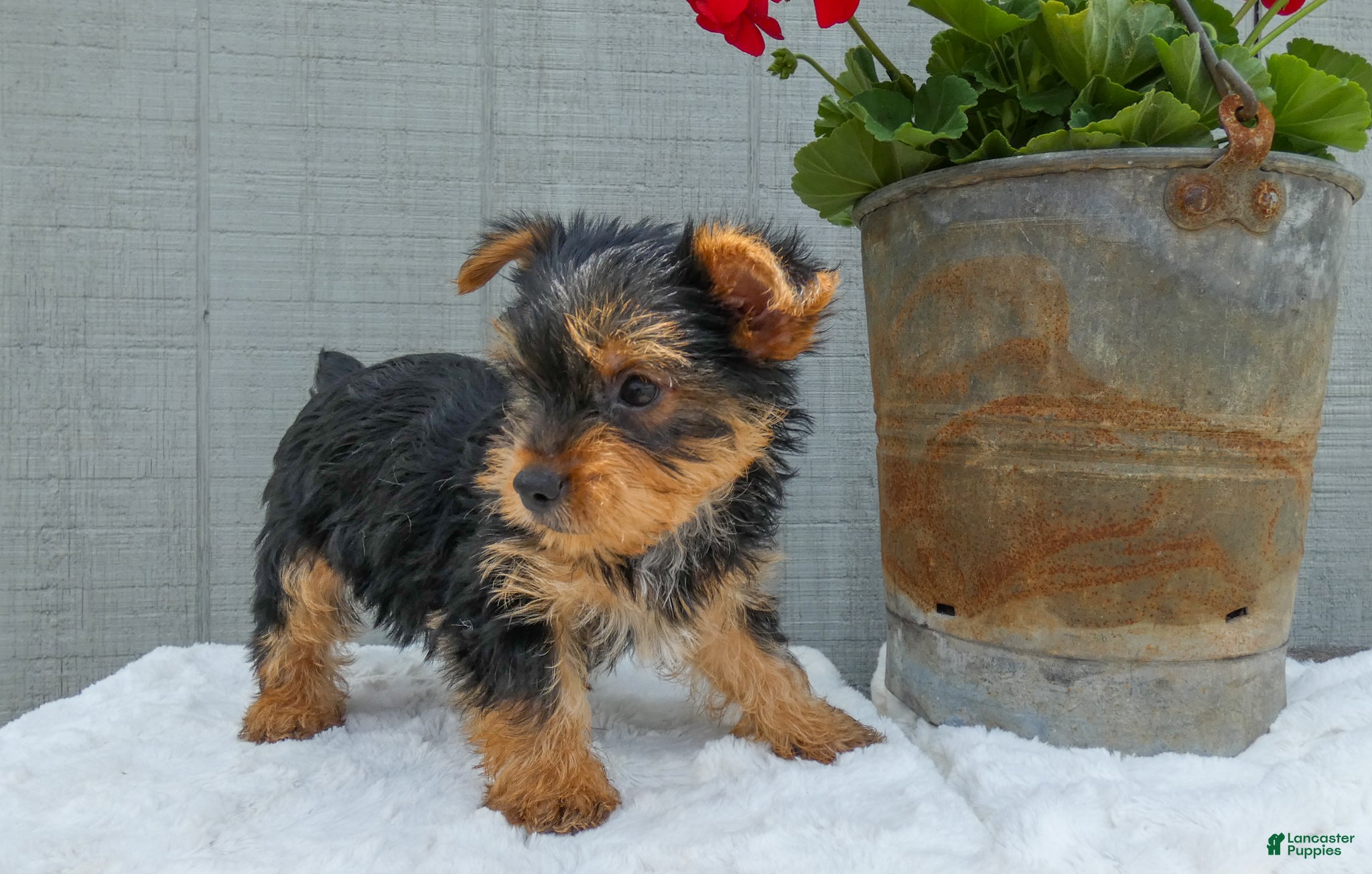 Yorkshire Terrier dogs Cash - Ad 2