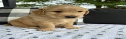 Golden Retriever dogs for sale: Fletcher - Ad 10