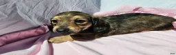 Miniature Dachshund dogs for sale: Mollie - Ad 2