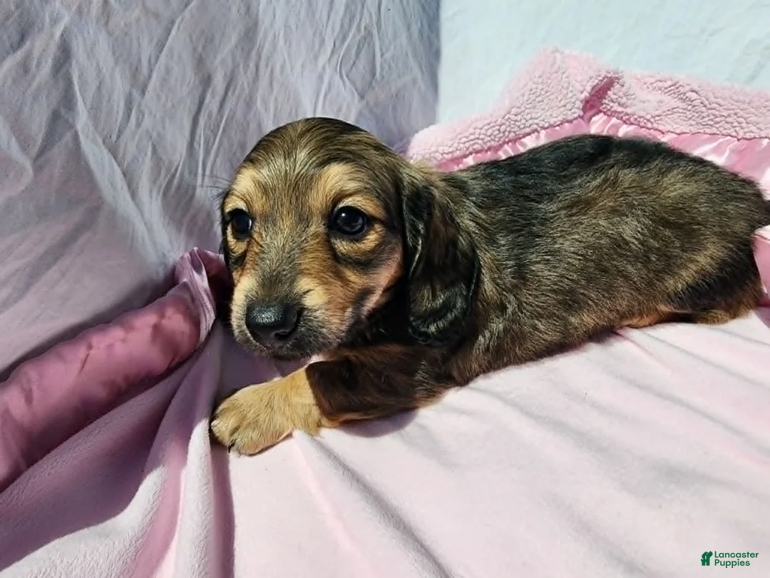 Miniature Dachshund dogs for sale: Mollie - Ad 2