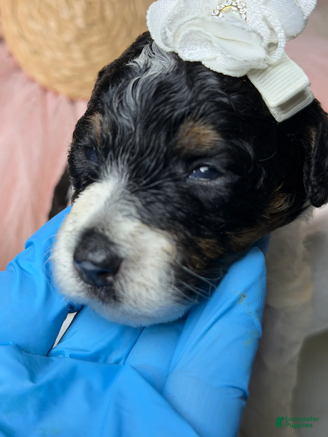 Mixed Breed dogs for sale: Chanele  - Ad 1
