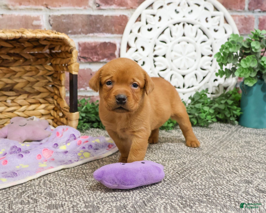 Labrador Retriever dogs for sale: Scarlet  - Ad 11