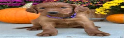 Irish Setter dogs for sale: Shiloh - Ad 7