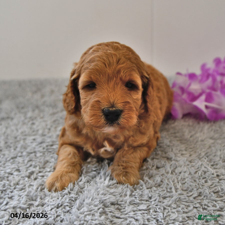 Mini Goldendoodle dogs Sasha - Ad 1