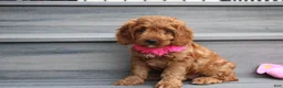 Cockapoo dogs for sale: Lacie - Ad 5