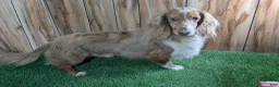 Miniature Dachshund dogs for sale: Pansy Boy - Ad 7