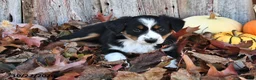 Australian Shepherd dogs for sale: Allie  - Ad 3