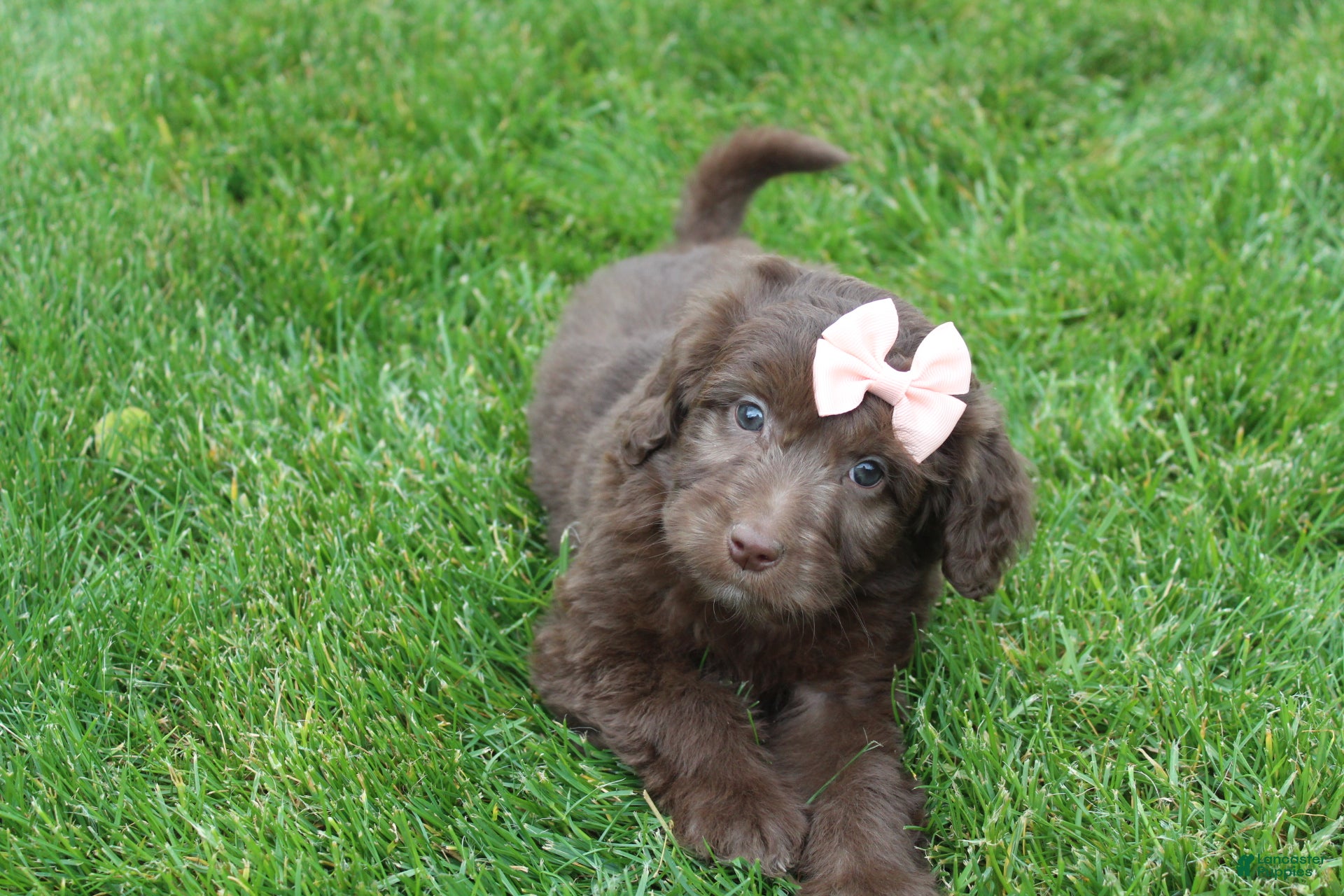 Mini Aussiedoodle dogs Callie - Ad 1