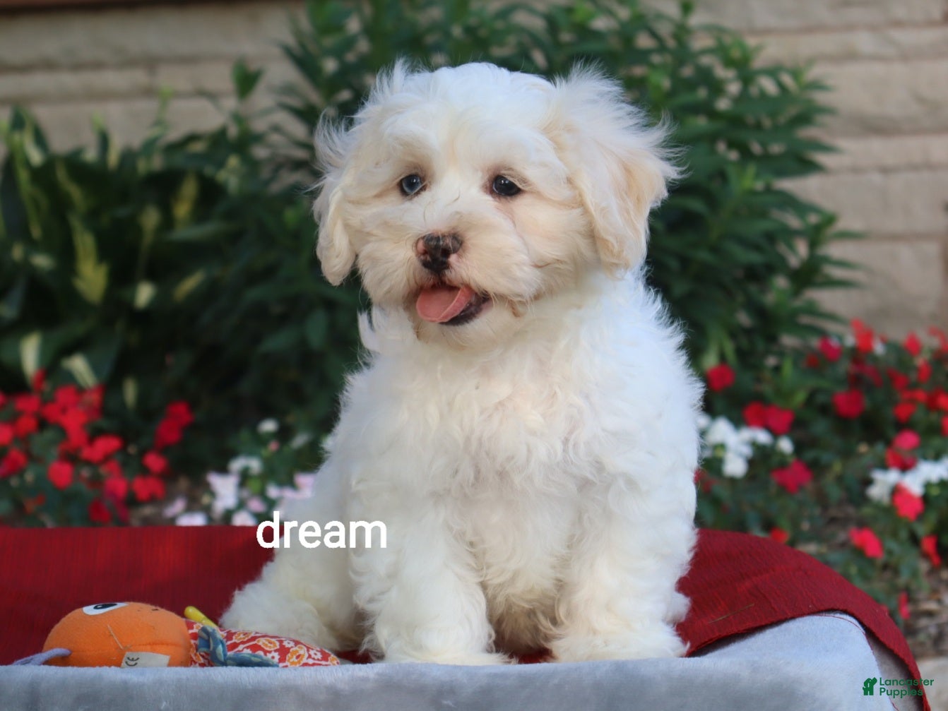 Shihpoo dogs Quinn - Ad 1