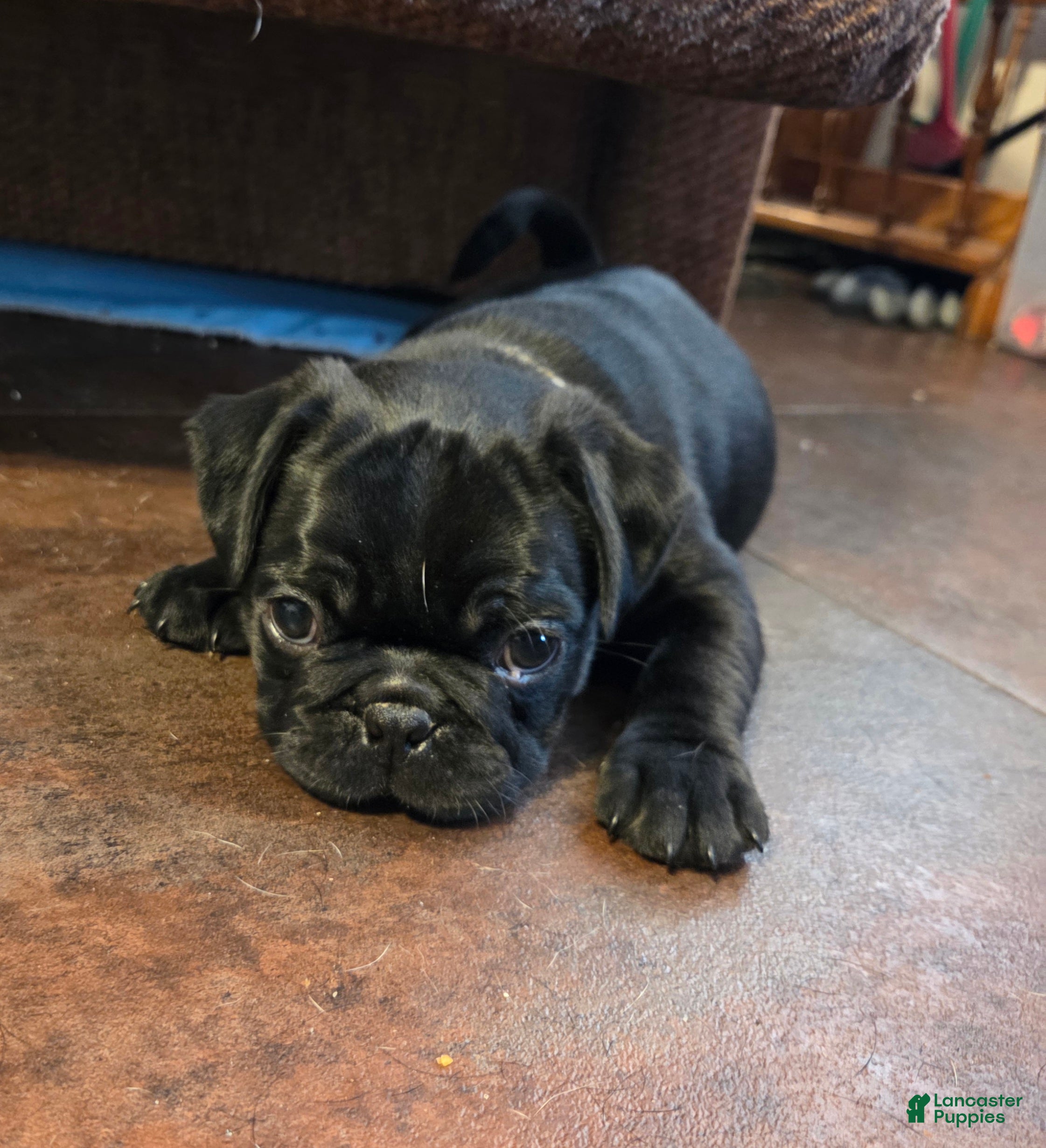 Mixed Breed dogs Hunter  - Ad 2