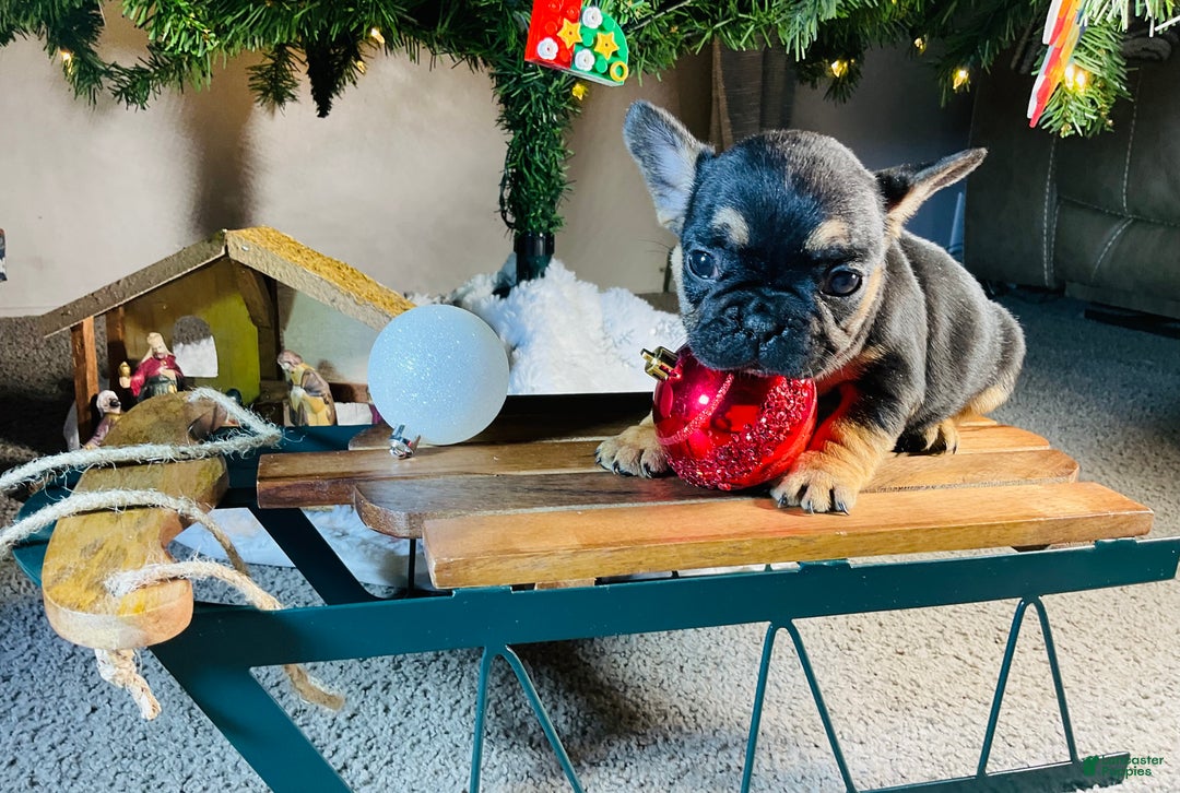 French Bulldog dogs for sale: Mia - Ad 13
