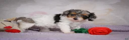 Cavapoo dogs for sale: Molly - Ad 16