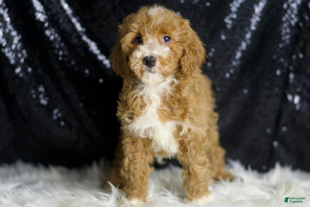 Mini Goldendoodle dogs for sale: Amber - Ad 4