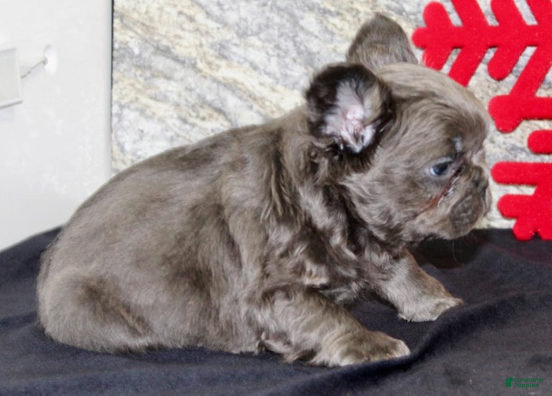 French Bulldog dogs for sale: Teddy - Ad 6